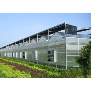 Multi-Span Venlo Glass Greenhouse with Cocopeat Hydroponics System and