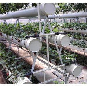 China Pollution Free Commercial Hydroponic Greenhouse Saving Water / Fertilizer on sale