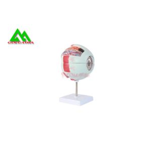 Medical 3D Anatomical Eye Model , Human Eyeball Anatomy Model