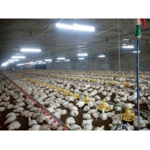 Compound Poultry Feed Acidifiers For Broiler Chickens Promoting Growth