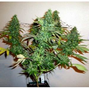 180 Degrees Foldable 3500K IP66 UV LED Grow Lights