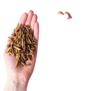 Quality 3-5cm Dried BSF Larvae Shelf Life 1 Year - Sustainable Protein Source for sale
