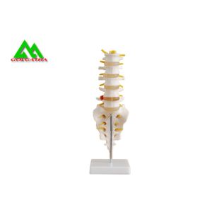 Human Anatomical Spine Model Medical Teaching Models For Students Life Size