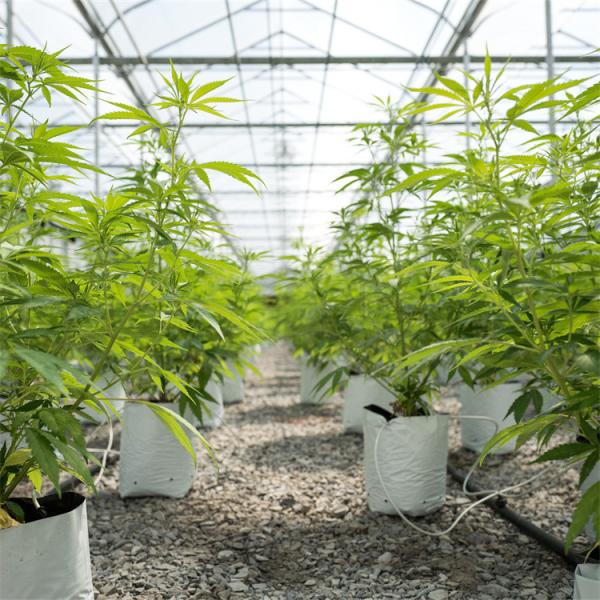 Buy Single Span Tunnel vegetable Light Deprivation Greenhouse Length 30-45ft at wholesale prices