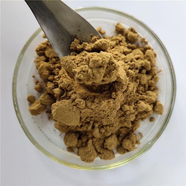 Medicine Grade immune anti-fatigue isatis root extract for capsule