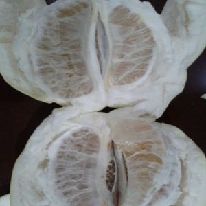 Chinese Golden Supplier Delicious Fresh Honey Pomelo / Grapefruit With Global