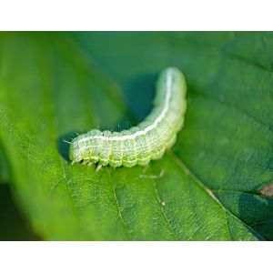 2 Years Shelf Life and Organic Pesticide for Cabbage cabbage worm damage spray