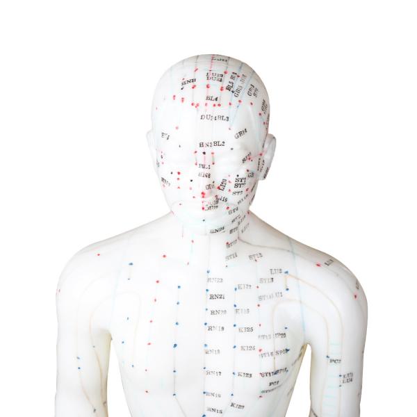 Buy 50cm Point Male Acupuncture Model Human Body GMP Certificate at wholesale prices