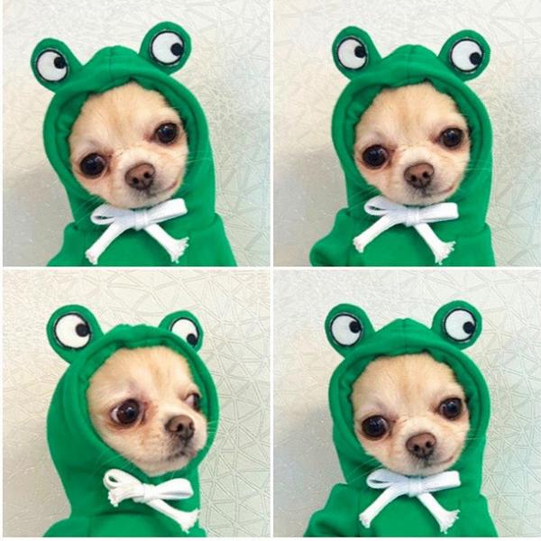 Buy Autumn And Winter Cotton Plush Hooded Sweater For Pet at wholesale prices
