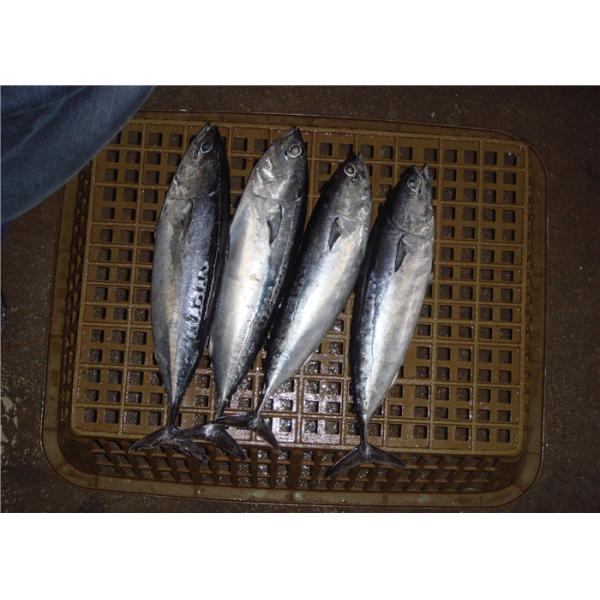 Fresh Delicious 250g 300g Sea Frozen Bonito Fish For Canned