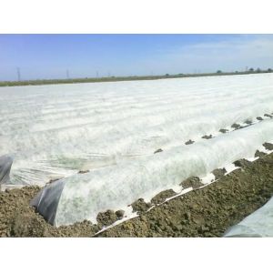 PP Nonwoven Fabric Agriculture Use for Protect Frost High Quality