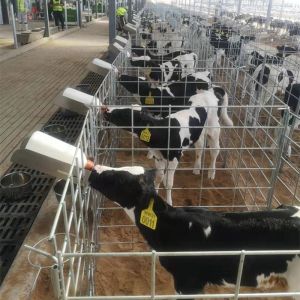 Dairy Farms Stainless Steel Calf Feeding Bottle Holder for Fence