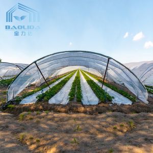 Agriculture Mushroom Management Greenhouse Planting Vegetables Fruits Single