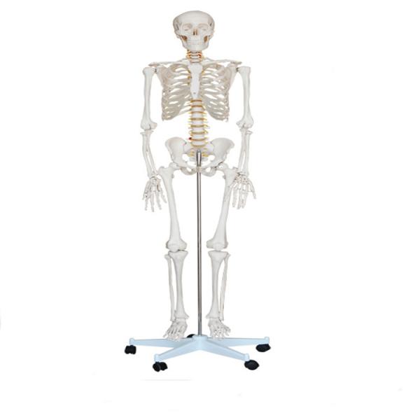 Buy School Medical Simulation Pvc 180cm Tall Human Skeleton Model at wholesale prices