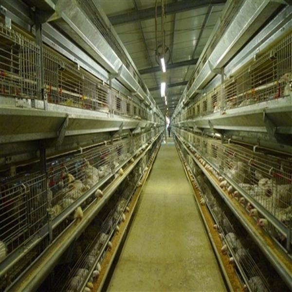Buy Q235 Steel Mire Battery Layer Chicken Cage Breeding Hens Cage at wholesale prices