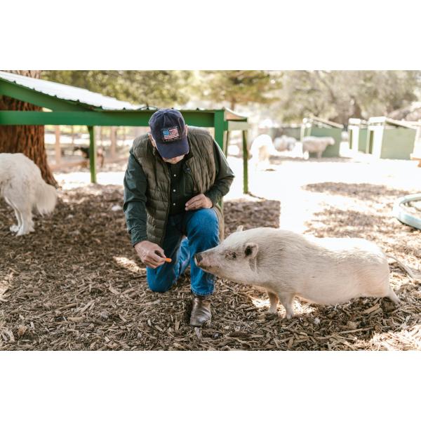 Protein Chelate Chromium Animal Feed Additive For Poultry Feed