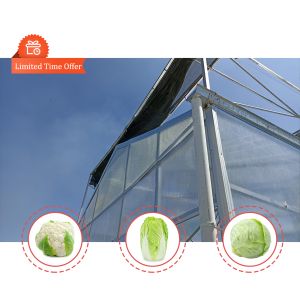 Galvanized Steel Tunnel Greenhouse 2.6-3.5m Height with 200 Micron Film