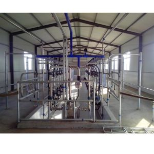 SS304 Herringbone Parlour Milking Systems Dairy Cow Equipment