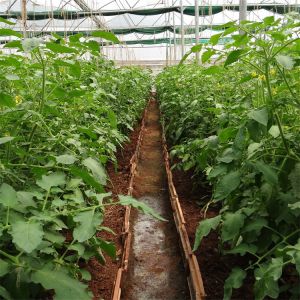 Side Ventilation System Agricultural Tomato Plastic Tunnel Greenhouse Single
