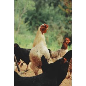 Industrial Fermentation-Grade Bone Peptone – High-Performance Nitrogen Source