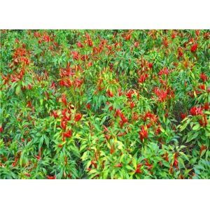 Air-Dried Thai Chilli Finished Form Seeds Ets for Large-Scale Production