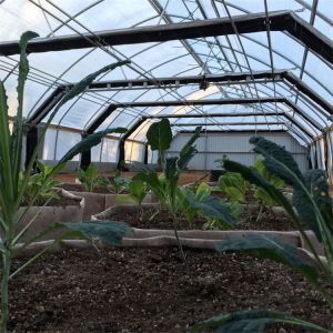 Black Plastic Film Agriculture Poly Tunnel Blackout Light Deprivation Greenhouse