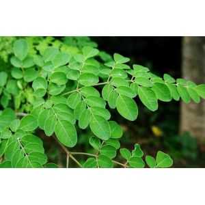 Health Proiduct Moringa Leaf Powder /Moringa Oleifera L. for healthcare