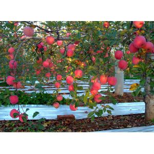 apple juice concentrate /New Season Brix 70% concentrate apple juice