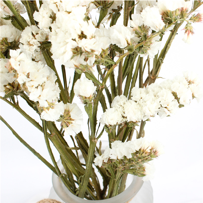 Fashion Style Beautiful Dried Flowers Statice Limonium Forget Me Not