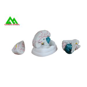 Natural Looking Human Anatomical Brain Model For Medical Students