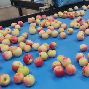99.9% Accurate PLC Control System Apple Fruit Sorting Machine For Industrial