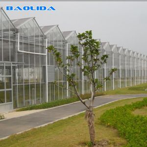 Commercial Multi Span Greenhouse Venlo Type Glass Covered Agricultural