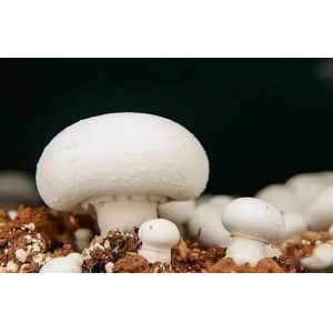 Leafy Vegetable Shipping Container Garden with Shaped Roof and Customization