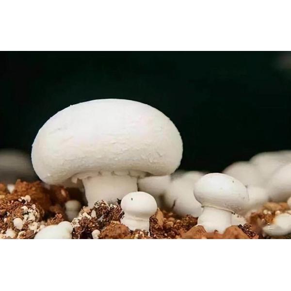 Leafy Vegetable Shipping Container Garden with Shaped Roof and Customization