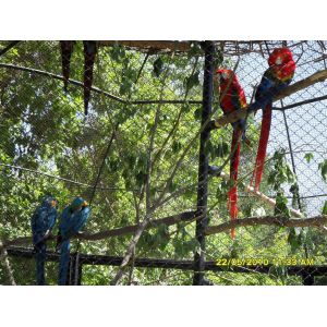 Black oxide stainelss steel cable mesh