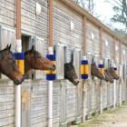 ODM Cow Scratching Brush Livestock Brush Scratcher For Cleaning