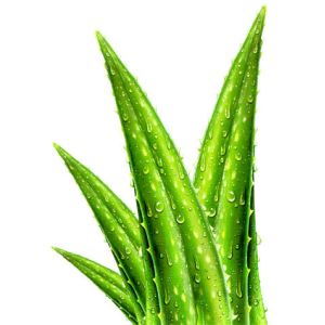 Health Product Aloe Vera Powder With 20%-89% Aloin for healthcare ingredient