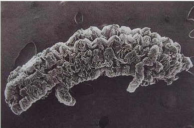 50Mesh-200Mesh Expandable Graphite Powder 0.5% Moisture For Conductive Additive