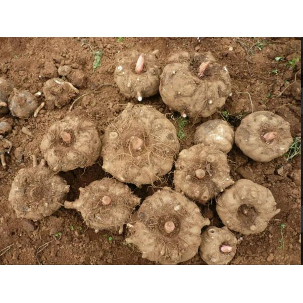 Organic Konjac Glucomannan Powder with 0g Total Fat, Customizable Packing and After Services Guaranteed