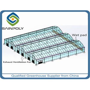 10m Span PE Plastic Shed Film Greenhouses For Agriculture