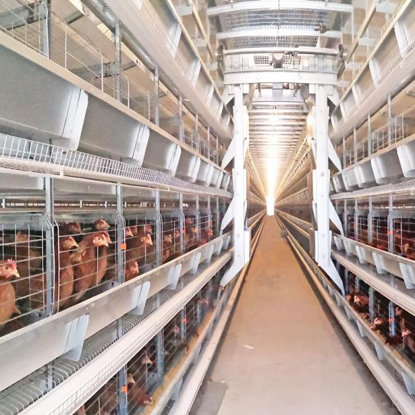 Buy HDG Automatic Broiler Feeding System at wholesale prices