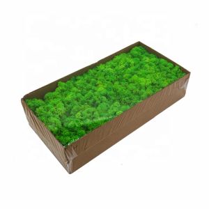 Decorative Preserved Natural Moss Perfect Nature Touch With No Maintenance