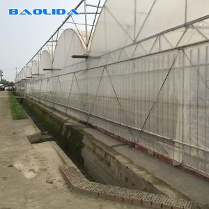 Plastic Shed Multi Span Greenhouse / Agricultural Polythene Grow Tunnel