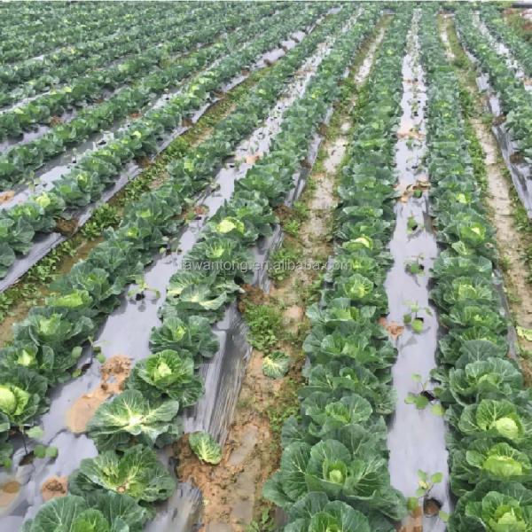 0.4-6m Width Moisturizing Agricultural Protective Plastic Film with Perforated Design