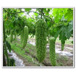 Balsam Pear Extract No Any Additives 10% charantin bitter melon extract powder