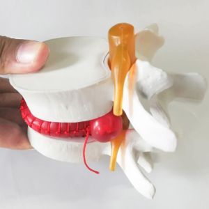 Vertebrae Column Anatomical Skeleton Model OEM For Studing