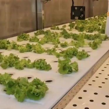 Buy Customization JX-CG-125 Vertical Farming Container Greenhouse with Hydroponic System at wholesale prices