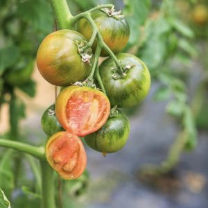 Multi Span Greenhouse Hydroponic Vegetable Growing System for Steel Structure 20