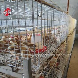 Q235 Poultry Farming Cage System Baby Chicks Brooder Steel Wire Emily