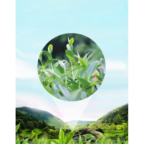 MSDS Tea Tree 100% Pure Plant Essential Oil For Aroma Diffuser